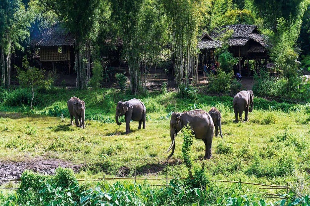 Elephants in nature