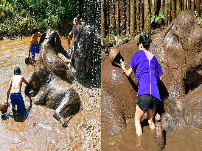 Bathing with elephants