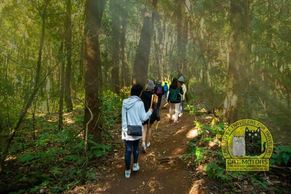 Forest trekking trail